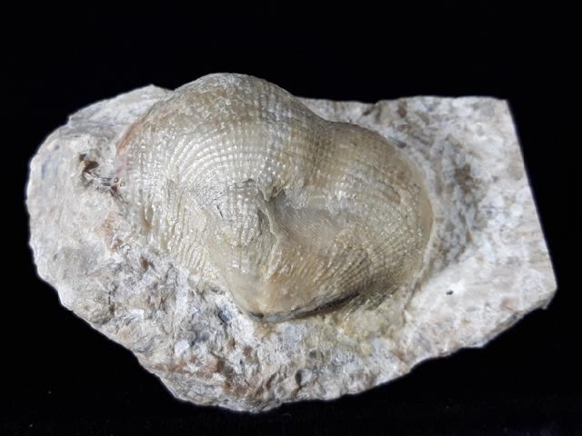 Reticulatia praeuralensis STEPHANOV 1948 - Bild © FossNet FossilienStore